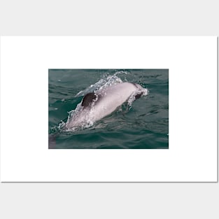 Hector's Dolphin Posters and Art
